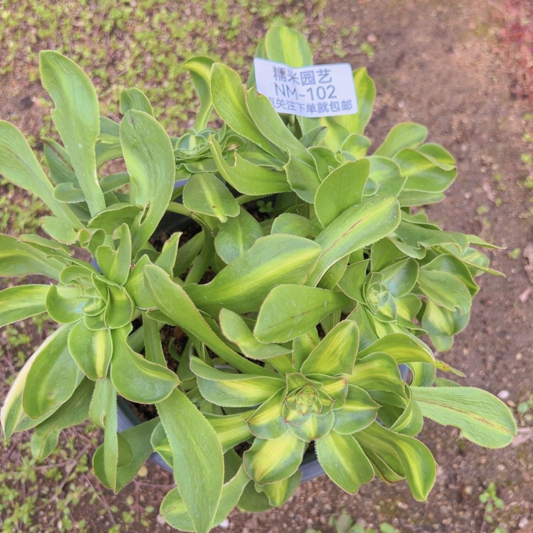 暴君绣球底座多肉植物102