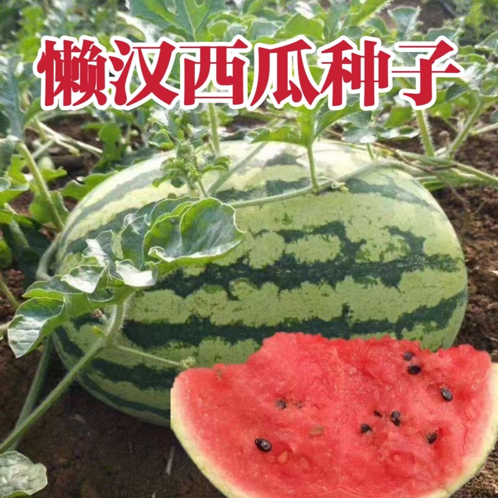 懒汉西瓜种子早熟甜王懒汉王无籽西瓜四季庭院阳台盆栽水果种子孑