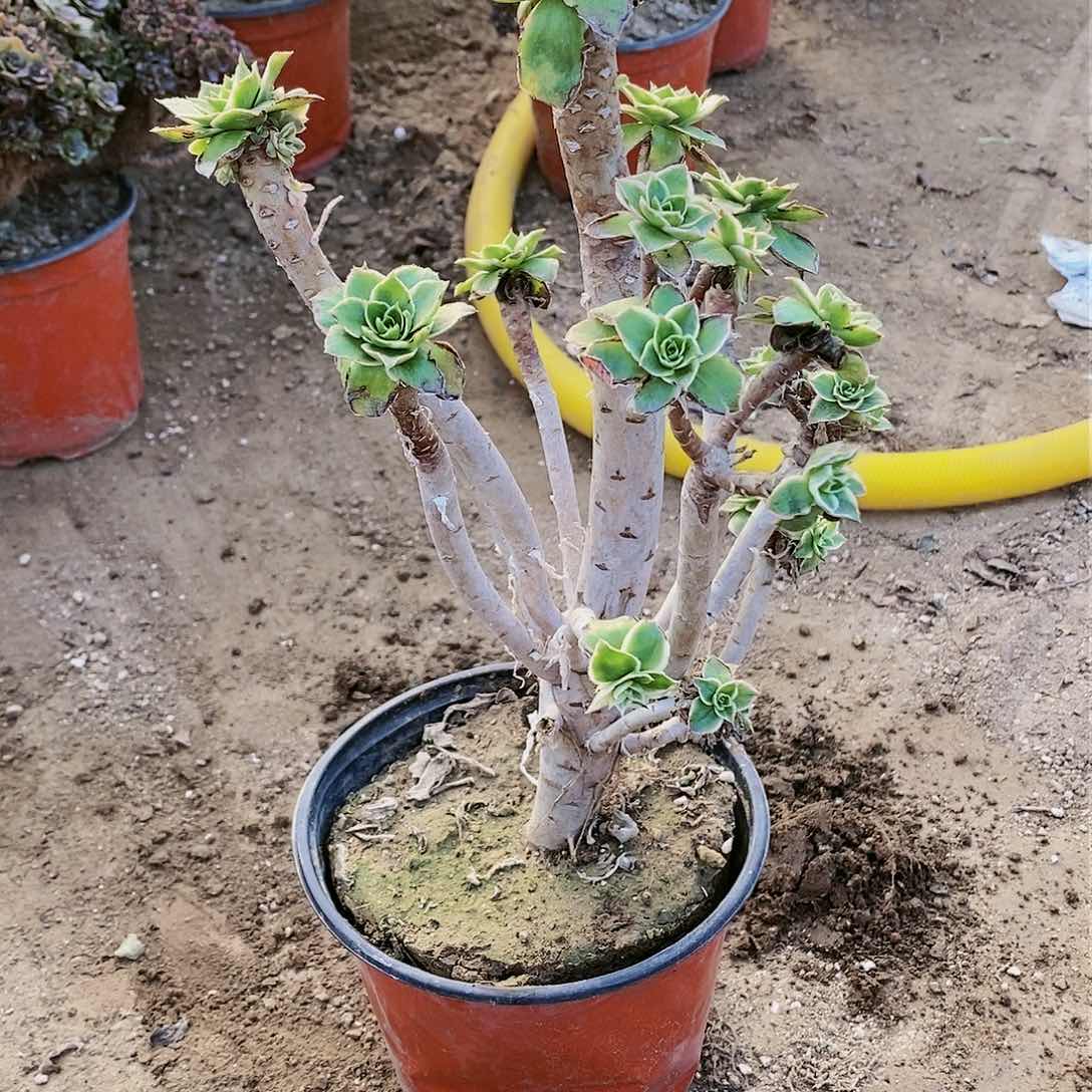 468 号20包邮不包断枝