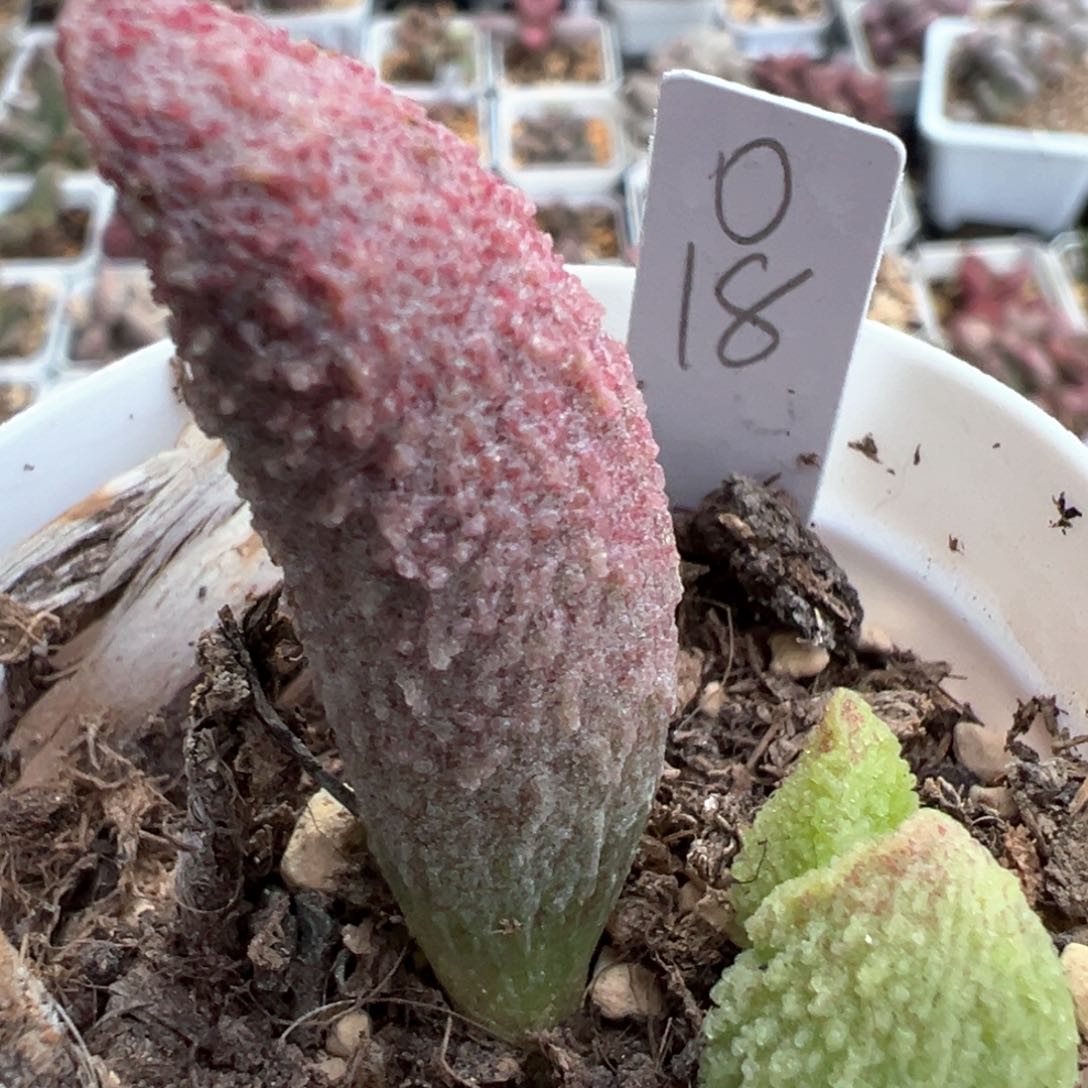 实生新品多肉植物水泡