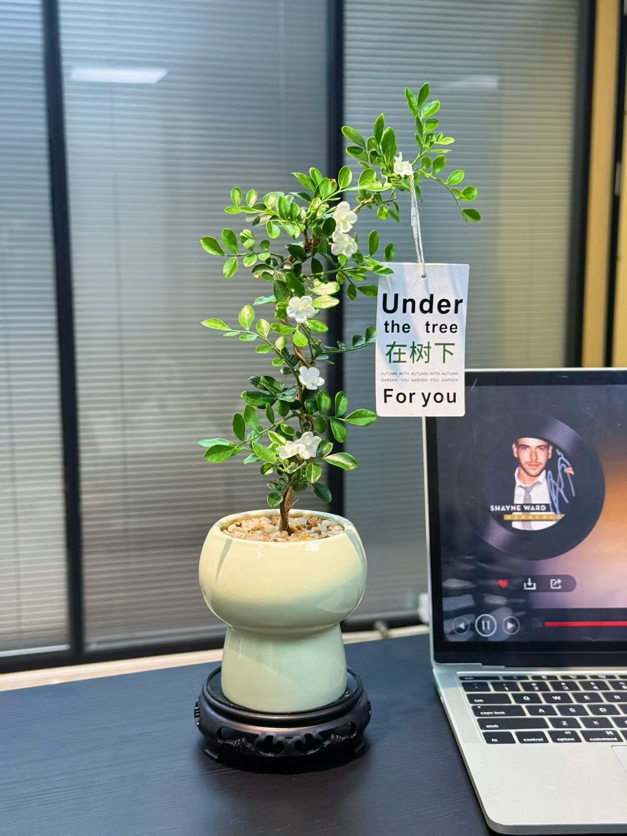 九里香盆栽四季开花老桩树苗带花苞小苗盆景绿植精品独杆造型花卉