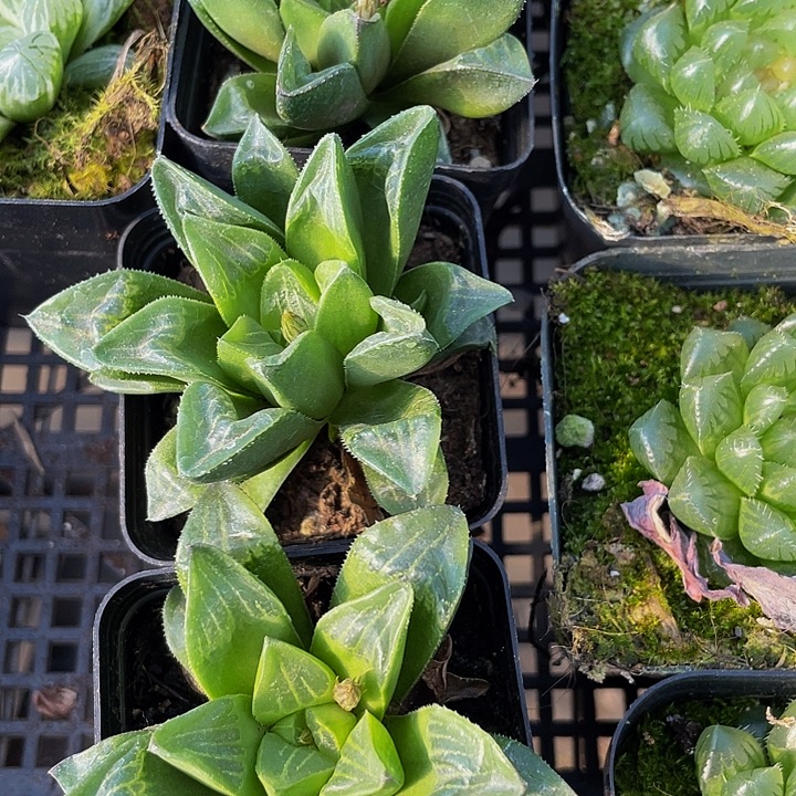 姬寿2.8带盆土发货