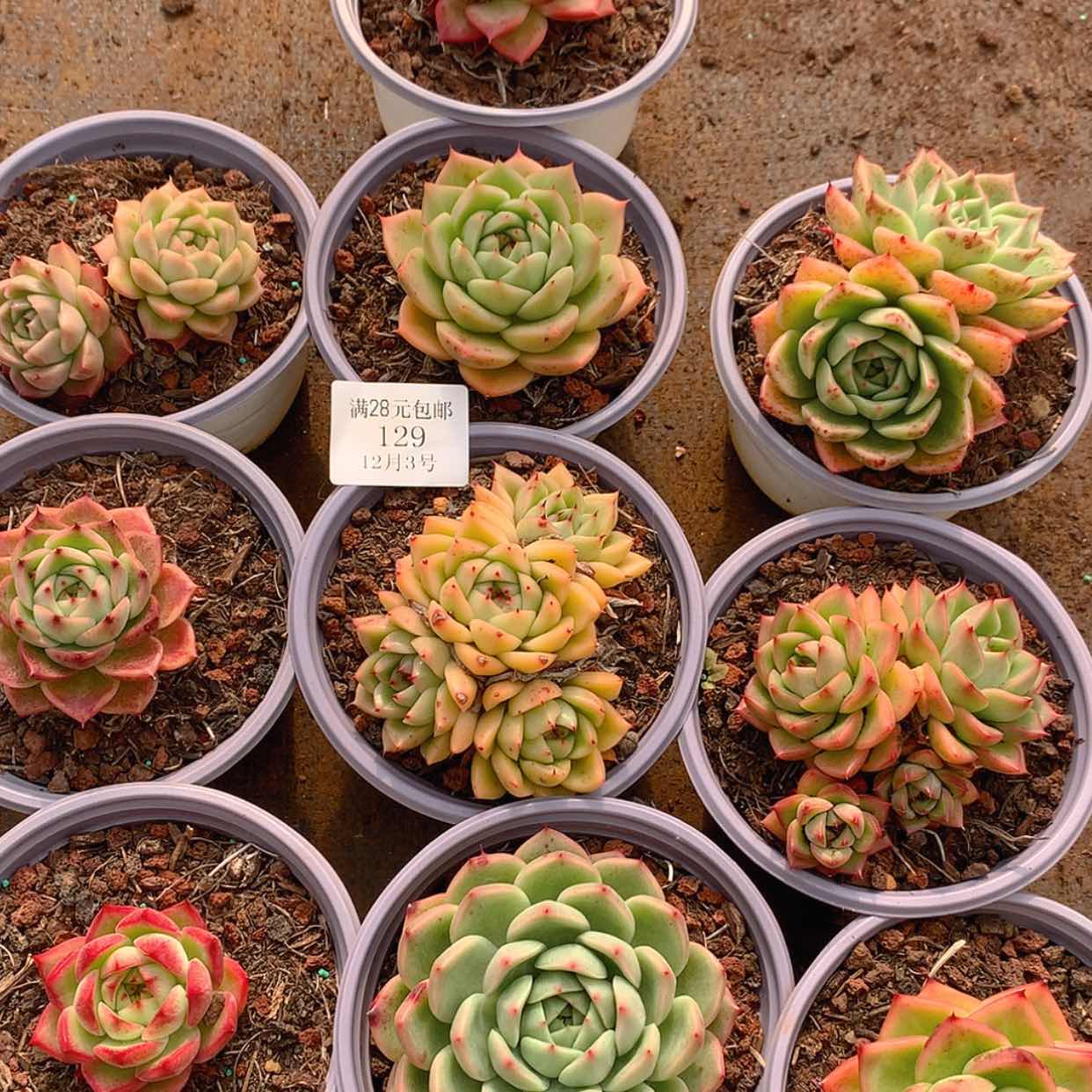 【闪购商品】欧***鸭云129号