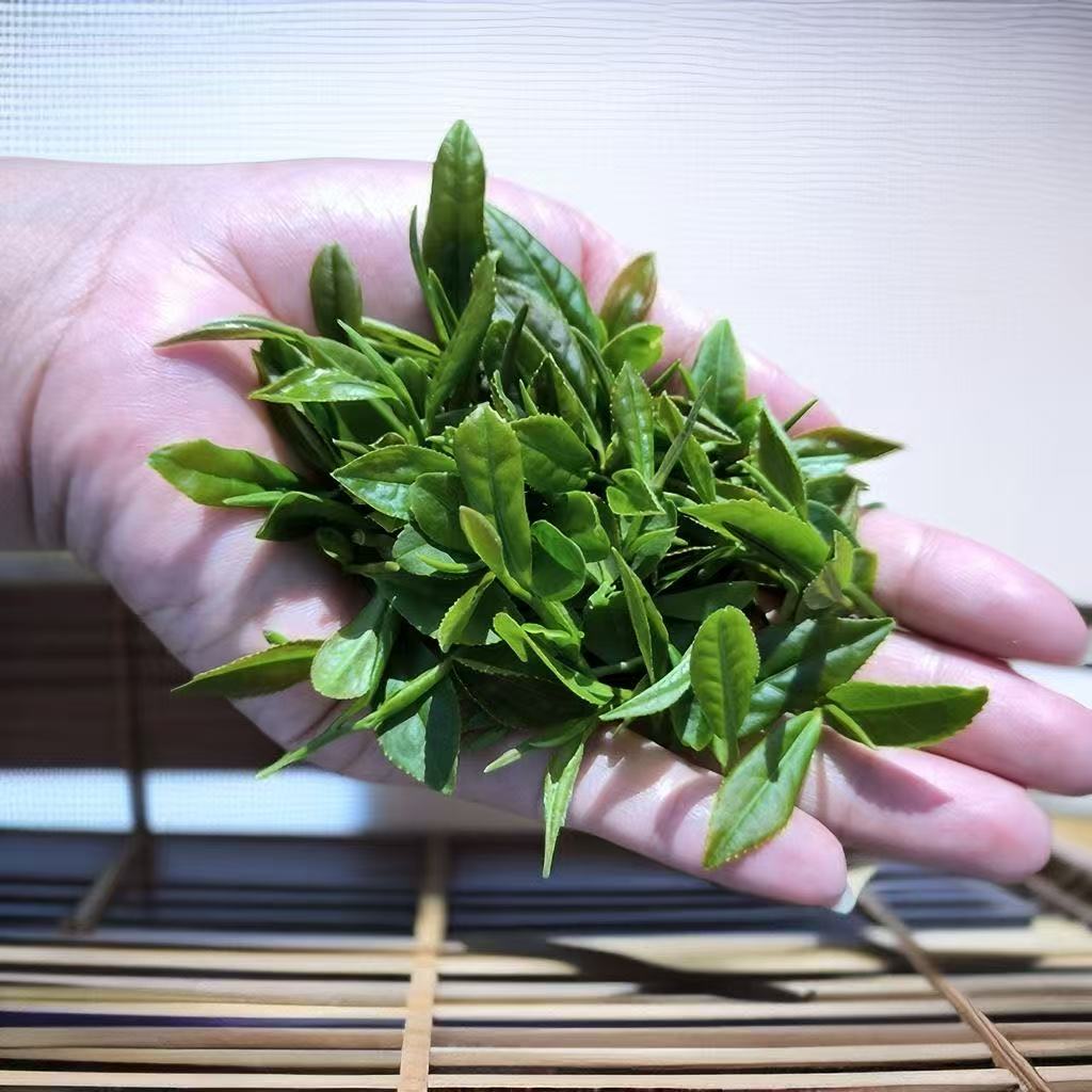 日照绿茶新茶板栗香型豆香味口感醇厚滋味浓郁