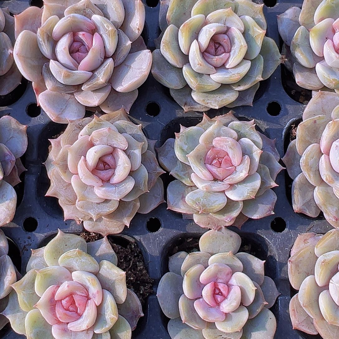 糖心夜莺5颗19包邮多肉