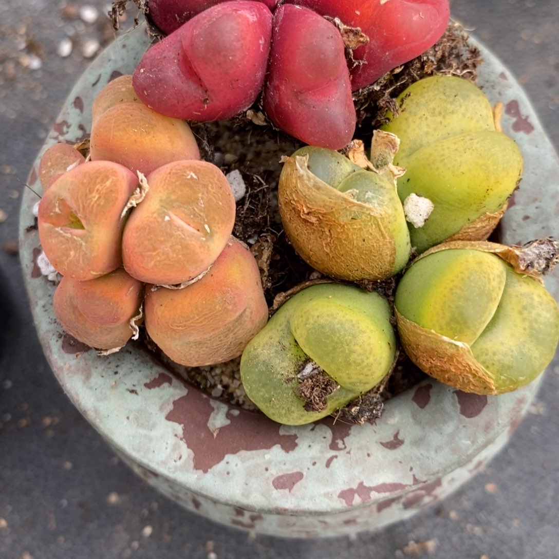 518母本多头蟠桃一组