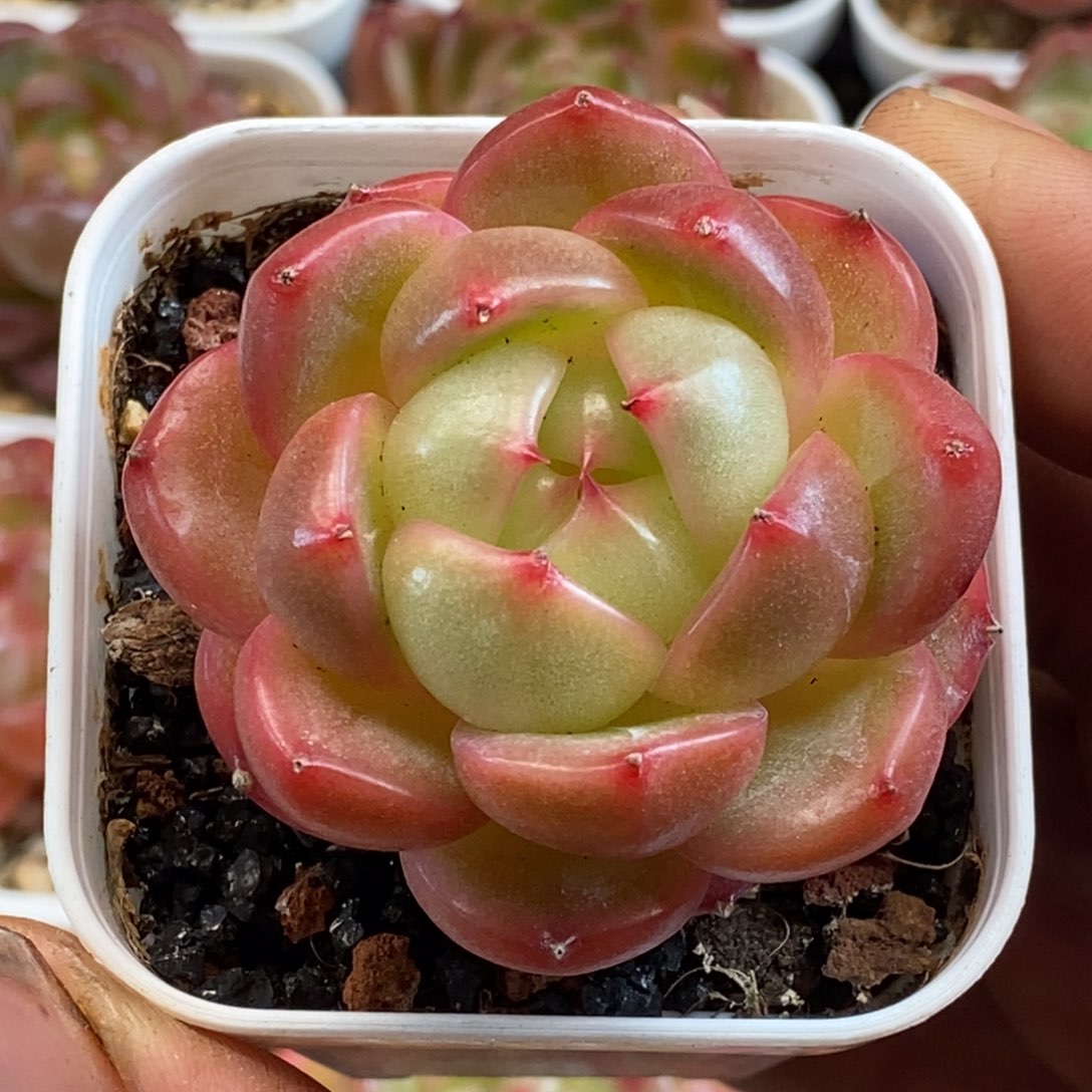 天官赐福百无禁忌