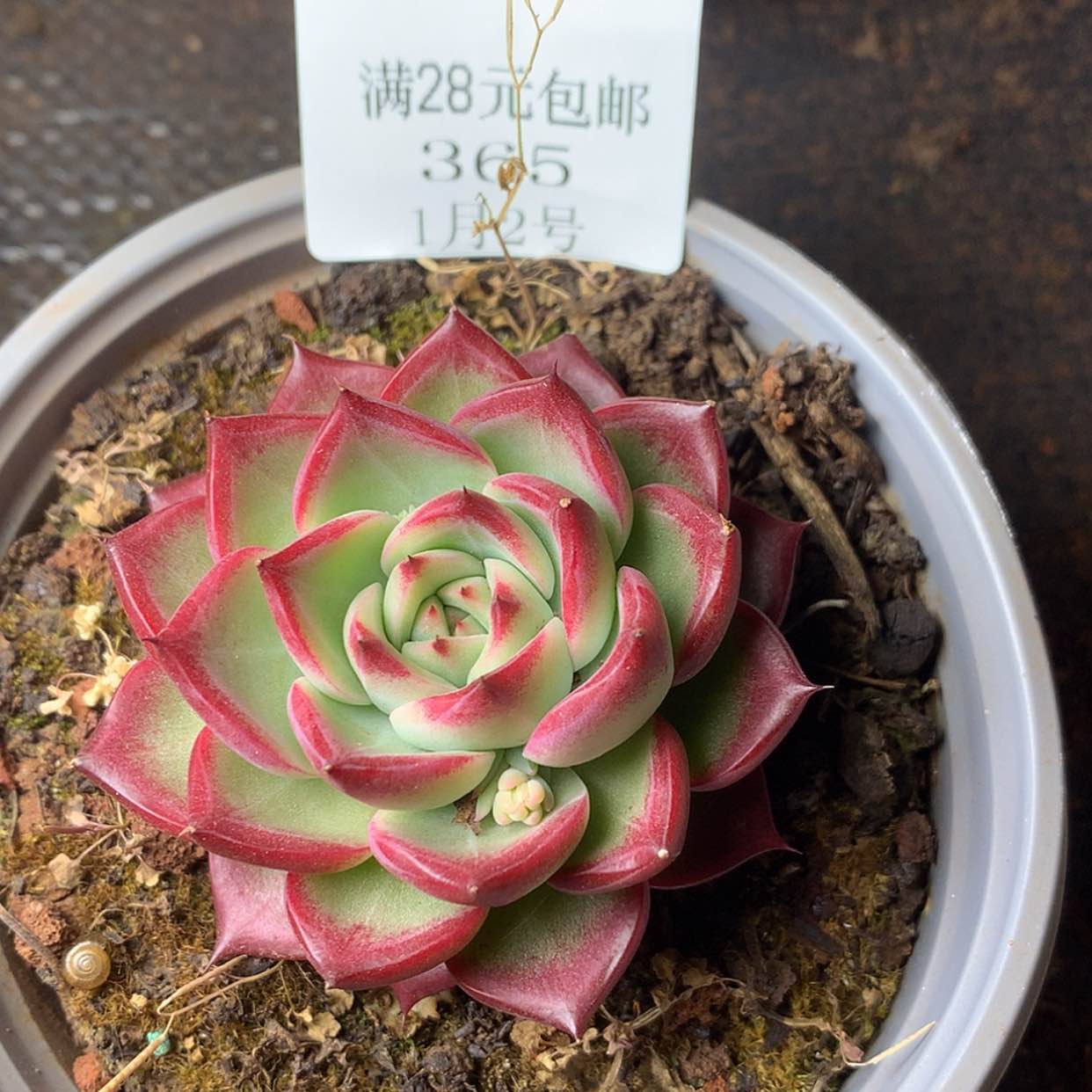 【闪购商品】云365号