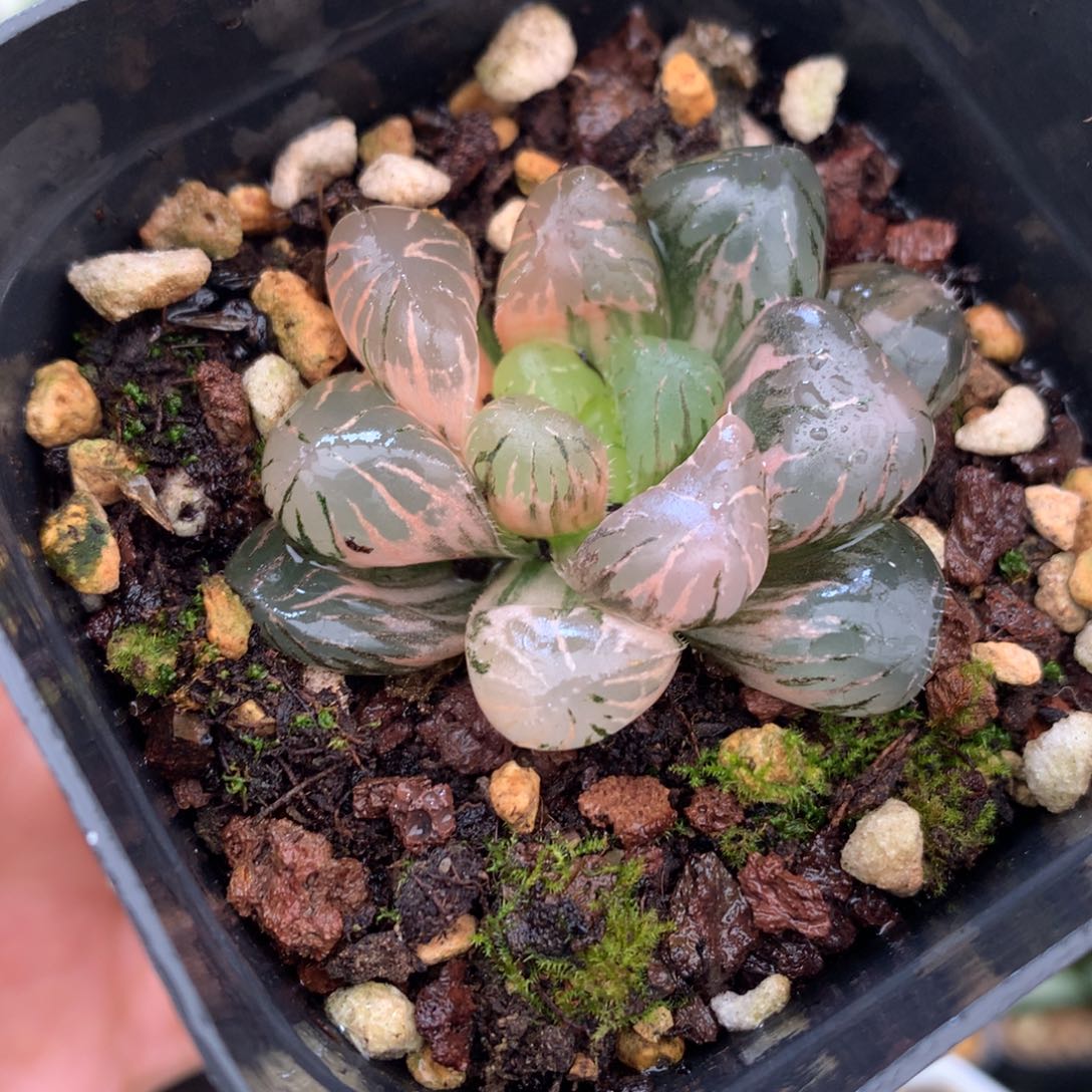 紫罗兰玉露锦，带盆一起