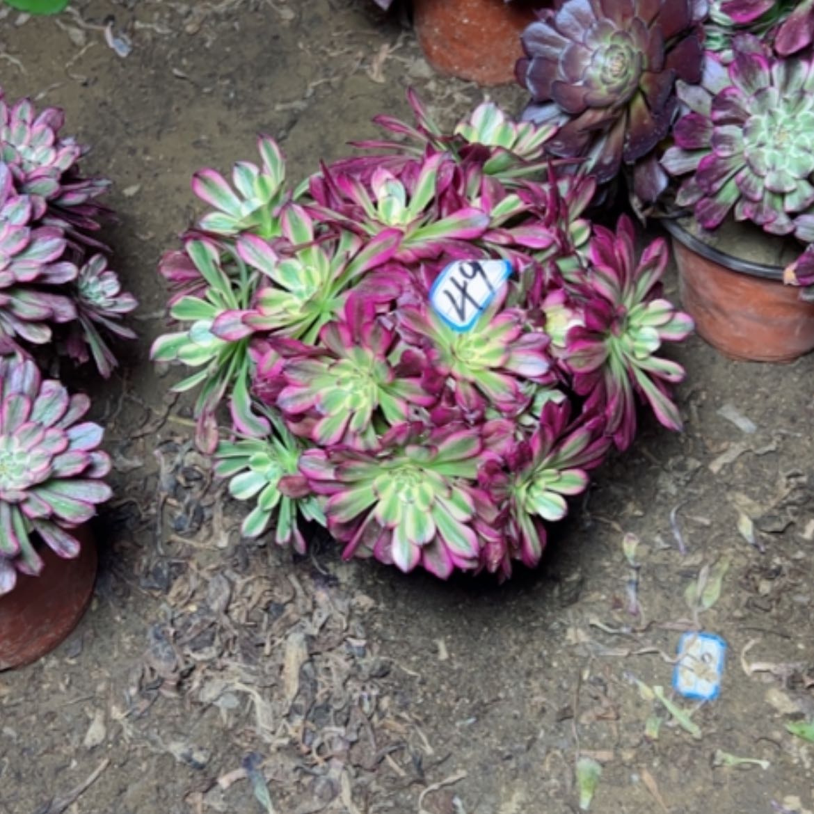 【闪购商品】多肉植物舞天姬49