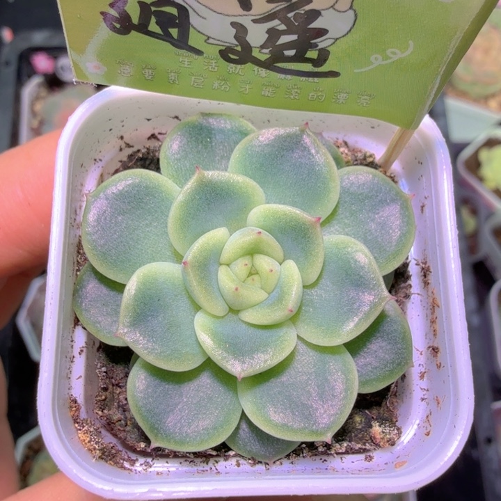 逍遥多肉植物单头