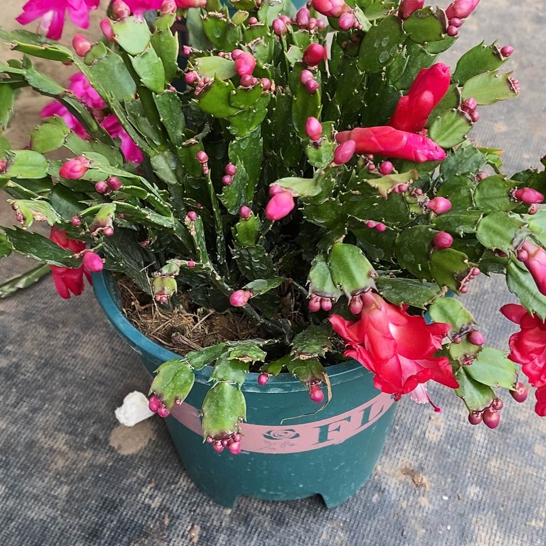 牛***8完全开放福利款一根