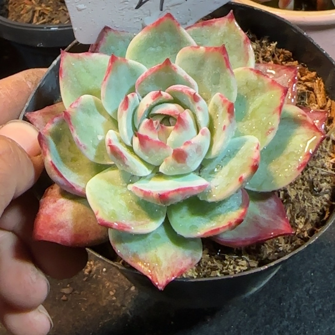 立叶拉丝惊鸿一物一拍包装收缩花旱294