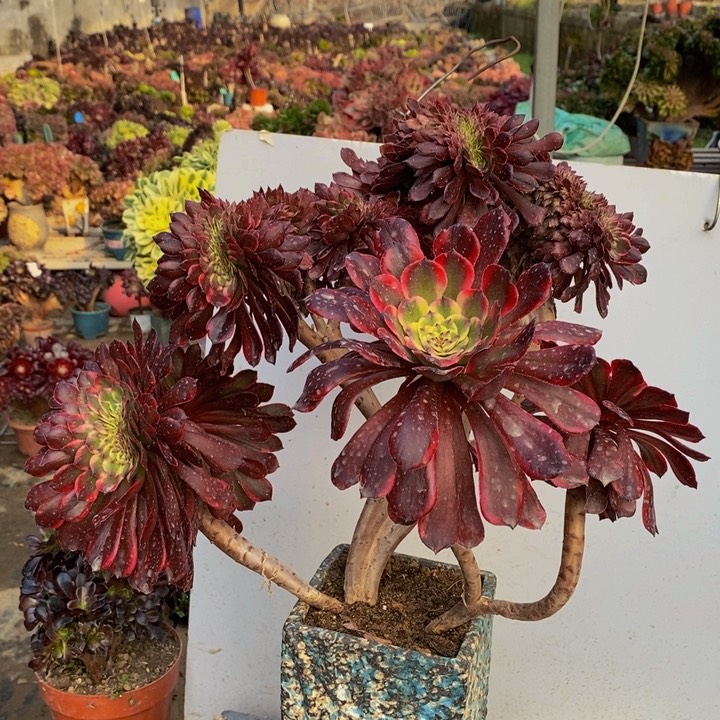 红精钢缀化多肉1颗