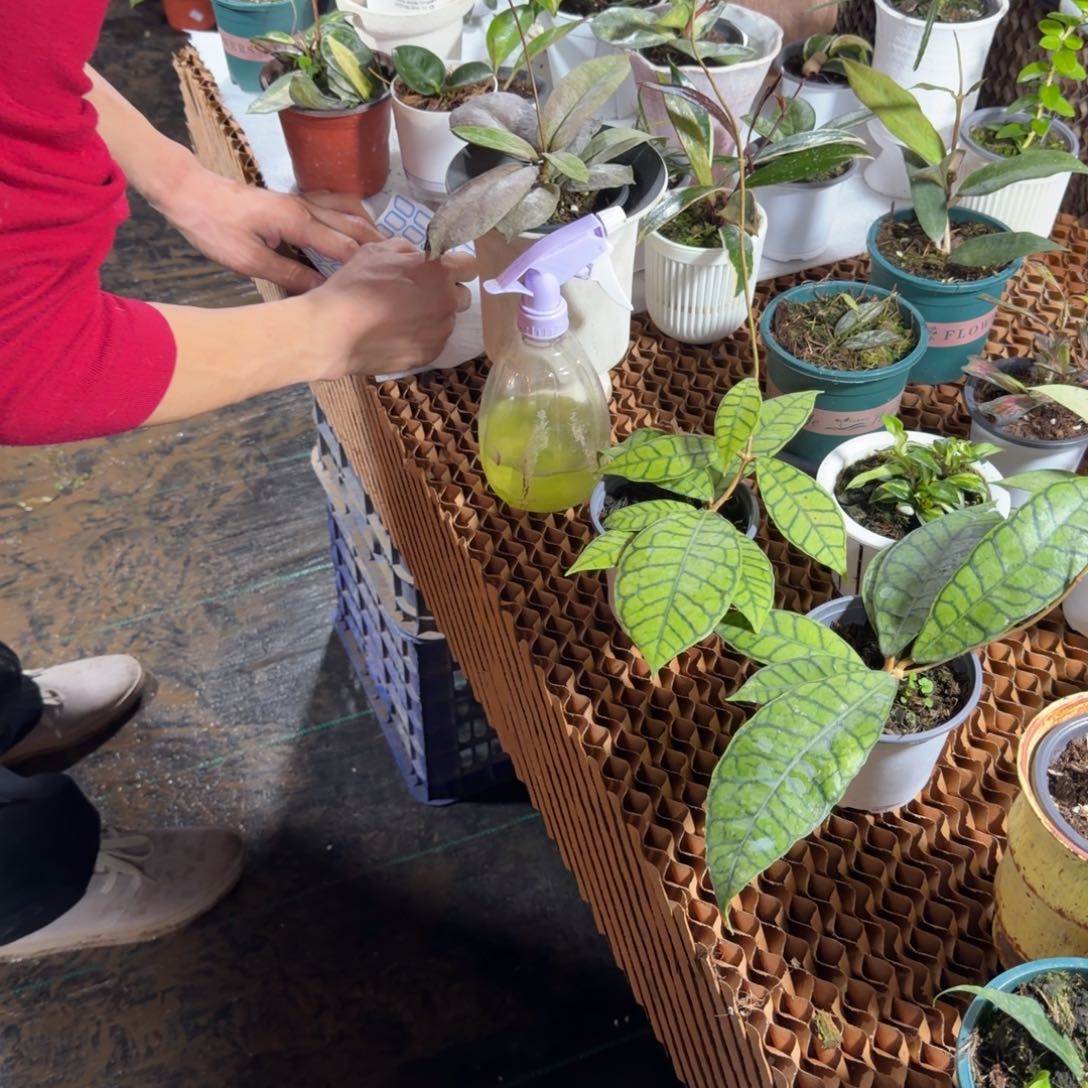 浩***浩无花朵西瓜皮球兰