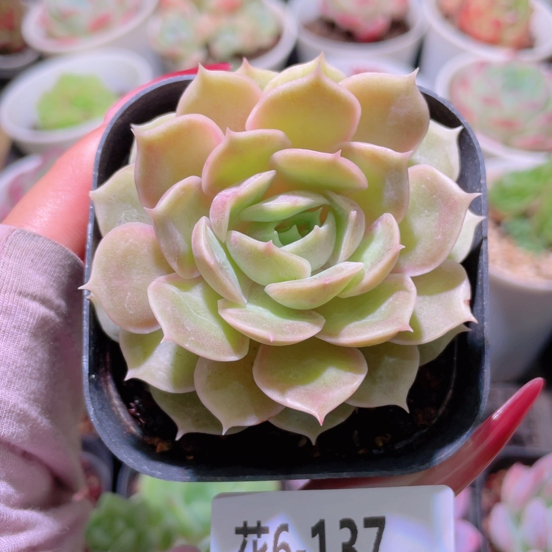 花利美6-137昂斯诺