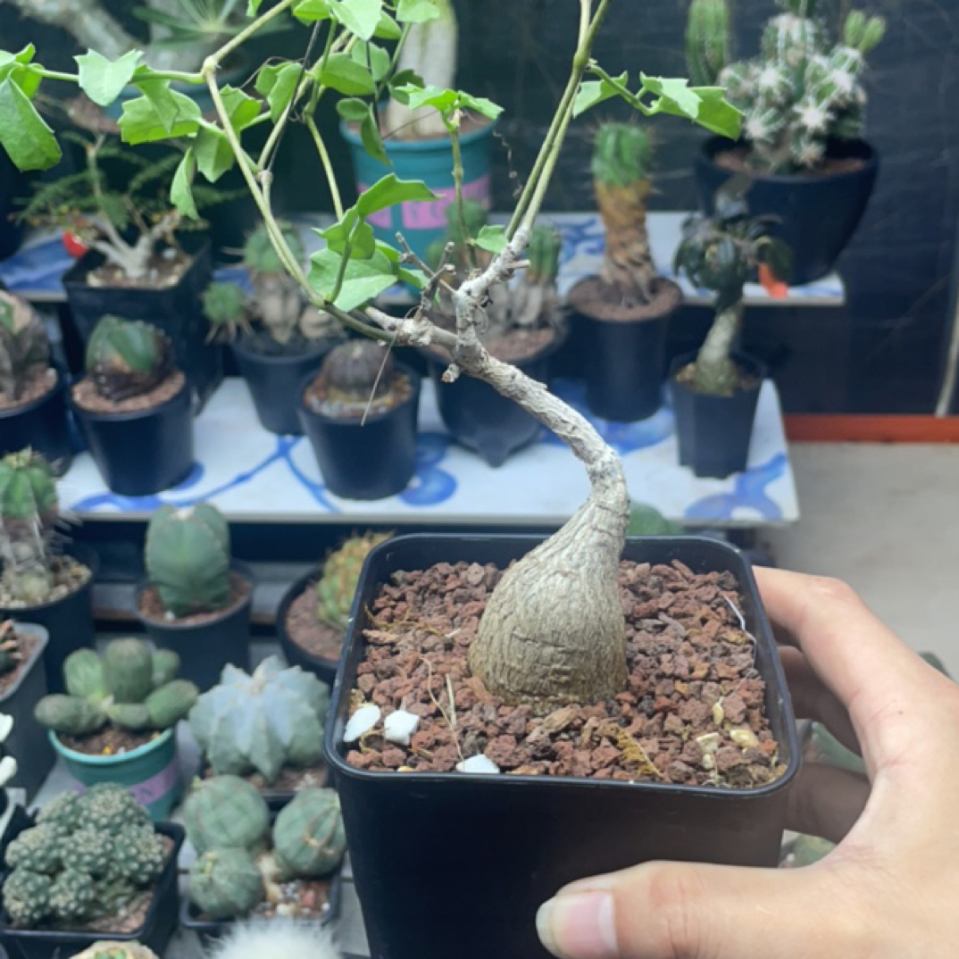 象足葡萄瓮一图一物