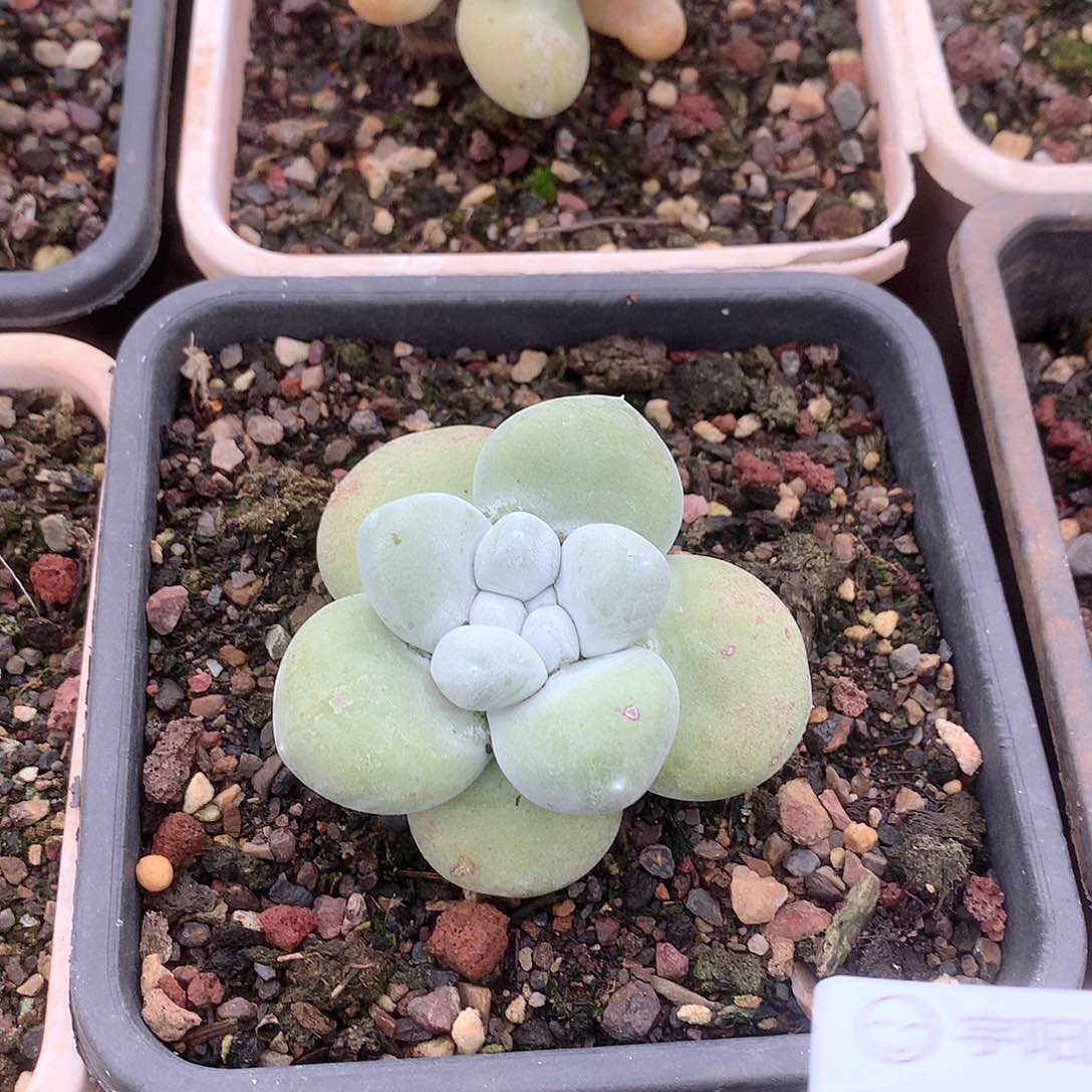 5046拇指仙女杯多肉