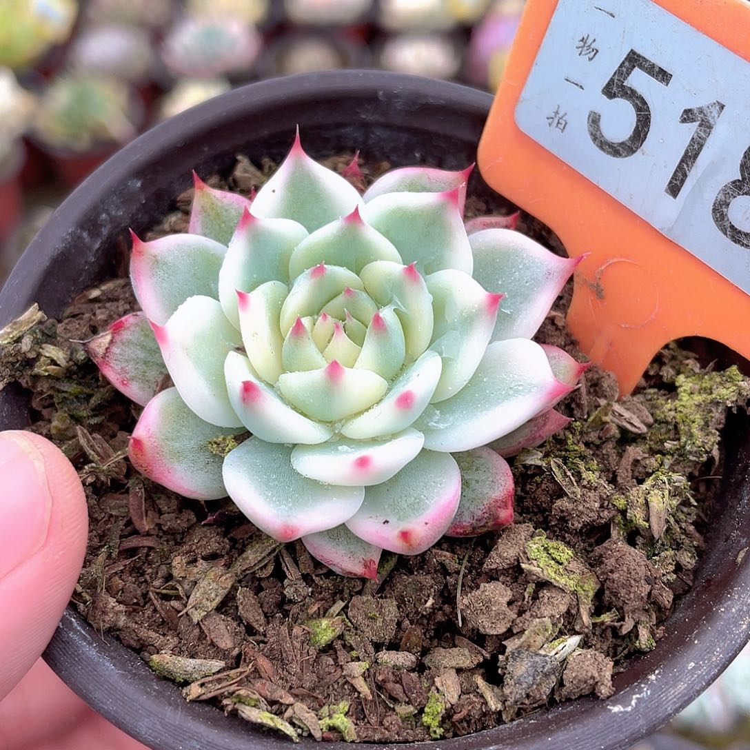 518吉娃娃锦多肉植物