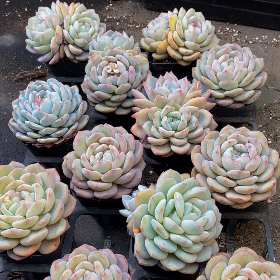 556的人生态度就是这样吧