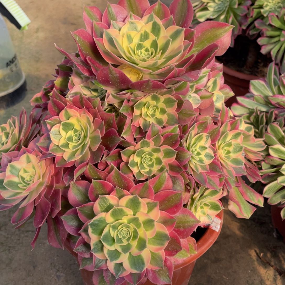 018粉女巫精品法师多肉