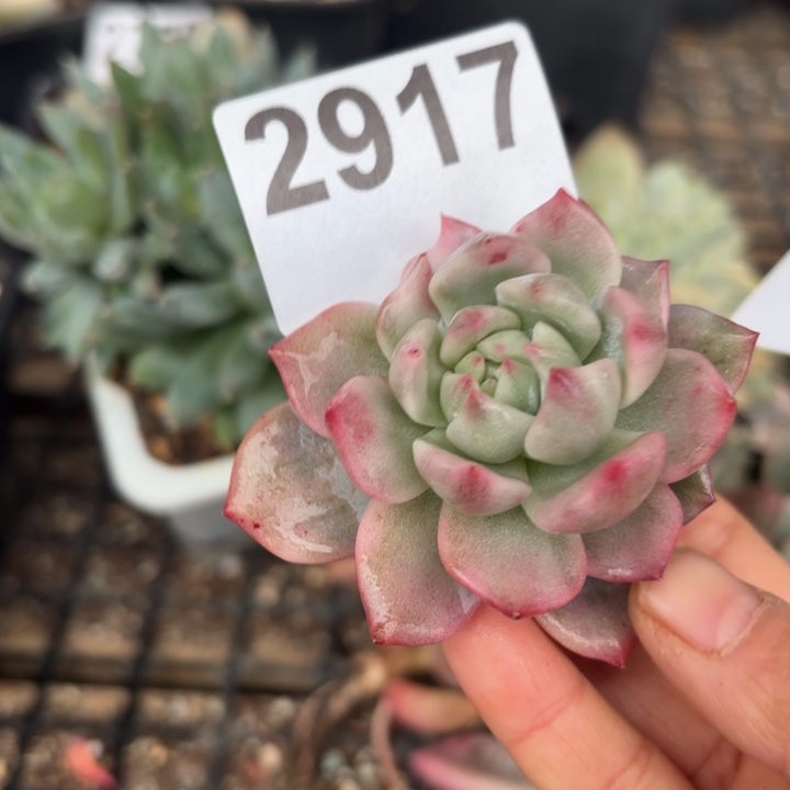 多肉头盖锦满18包邮当场凑单