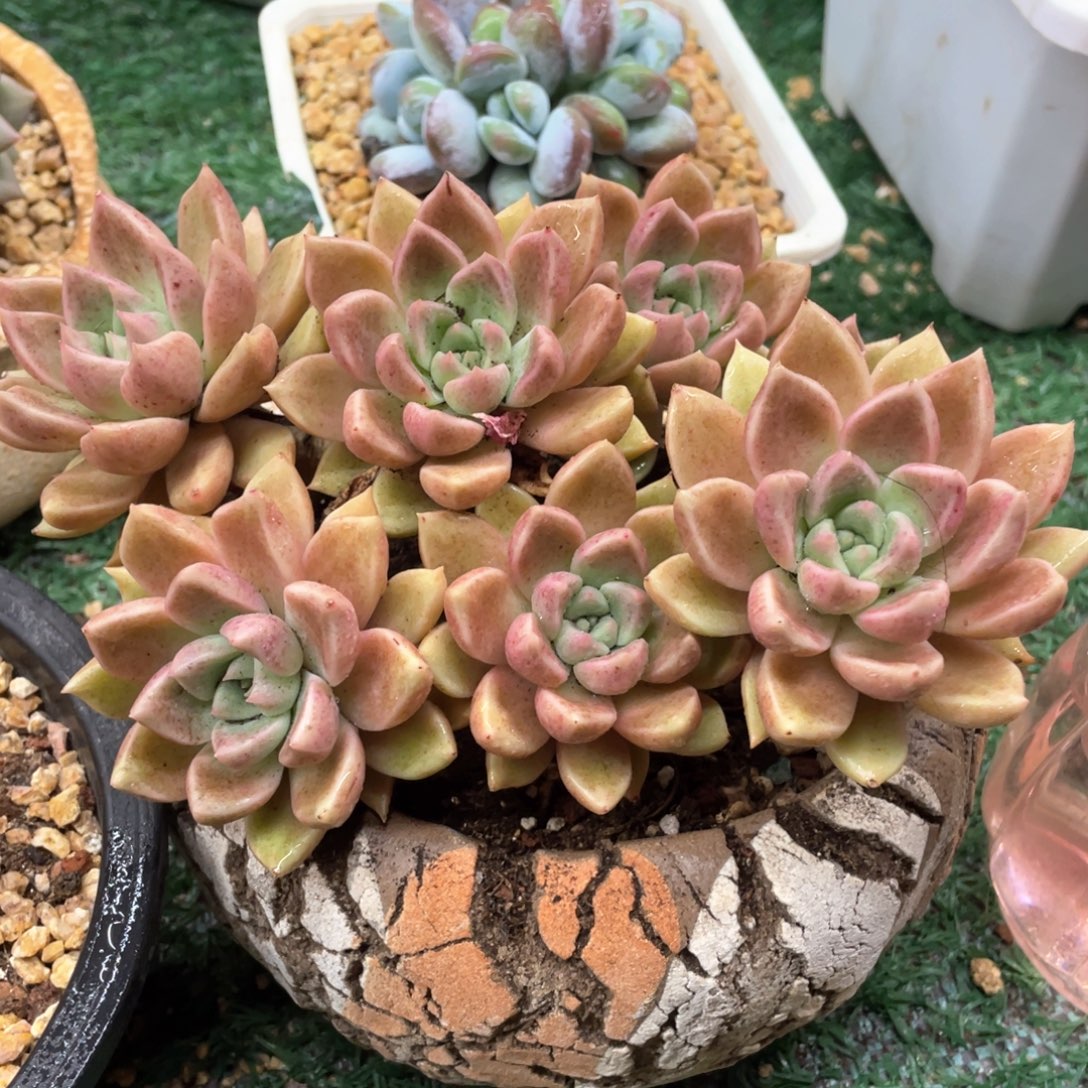 璀璨一物一拍28包邮非偏远