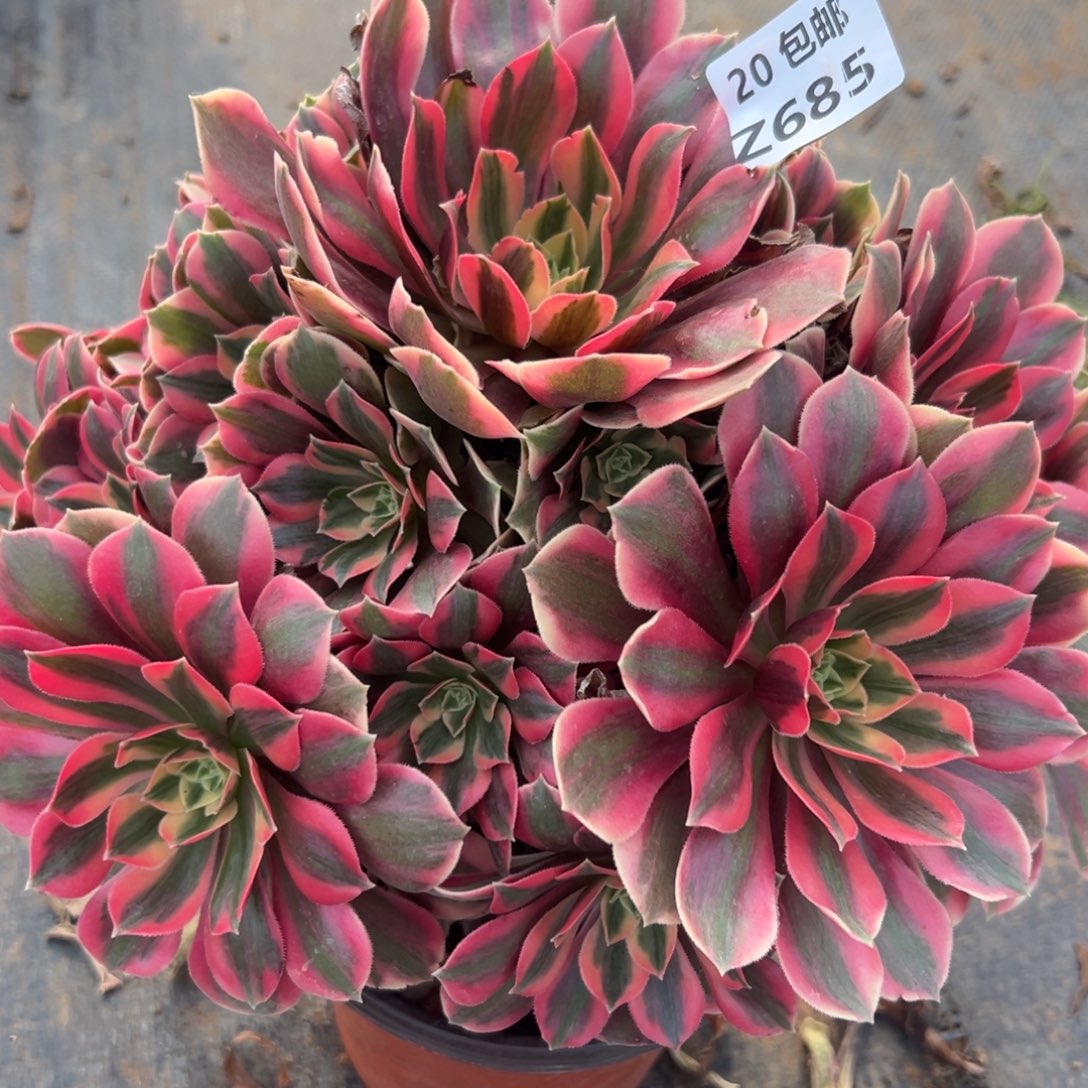 685女妖，满20包邮嘟叮熊