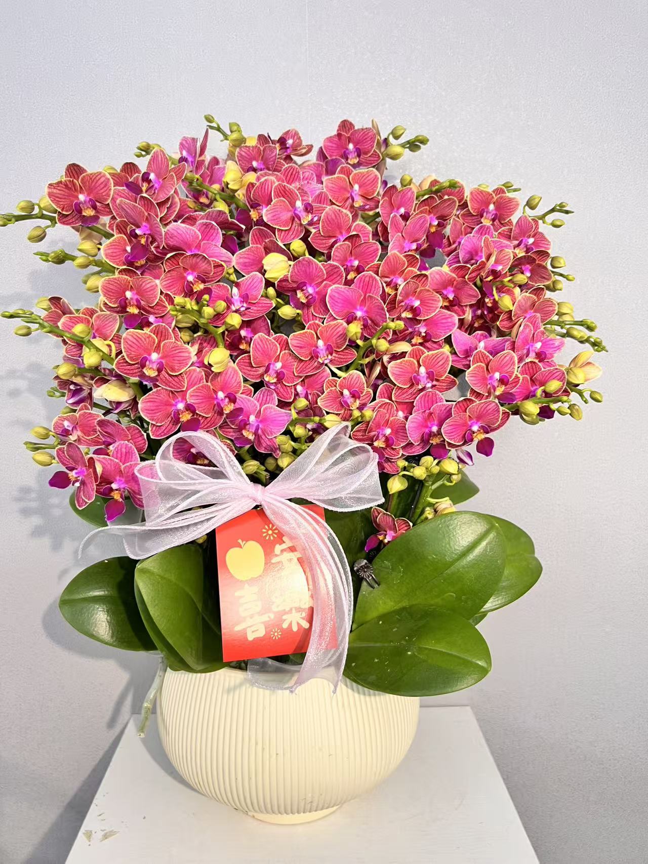 简香（金边玲珑）高货蝴蝶兰精美艺术鲜花年宵花爆款鲜花花卉