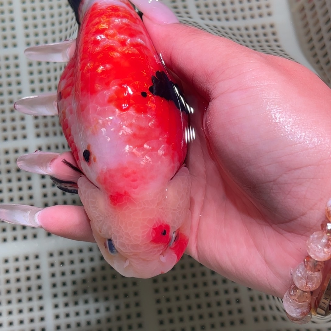 冰***缘金鱼拍包装包邮不拍包装运费到付