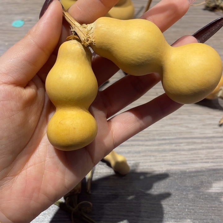 半***翠葫芦葫芦葫芦葫芦