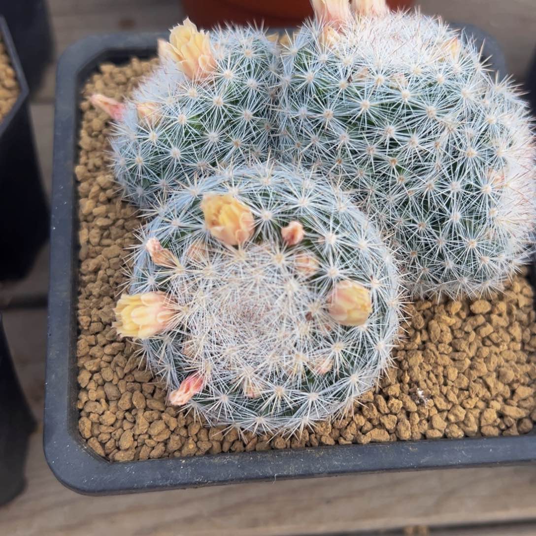 满月多肉植物带盆土