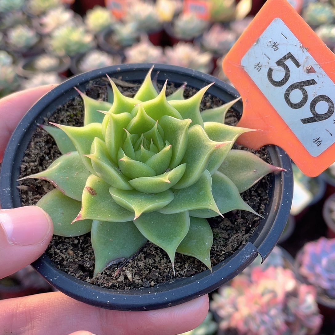 海胆569号多肉植物