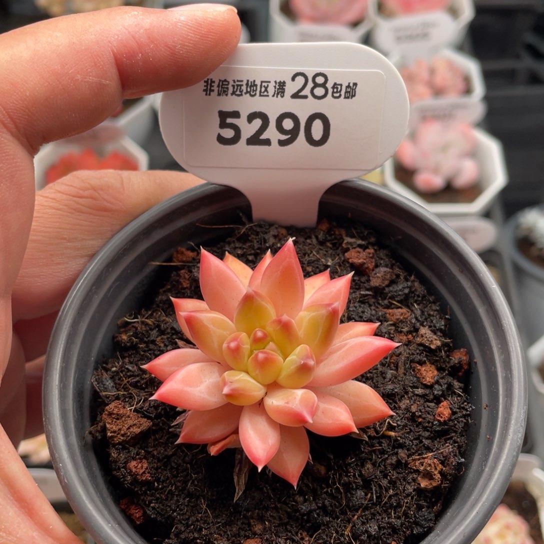 甲骨文5290-4.5厘米