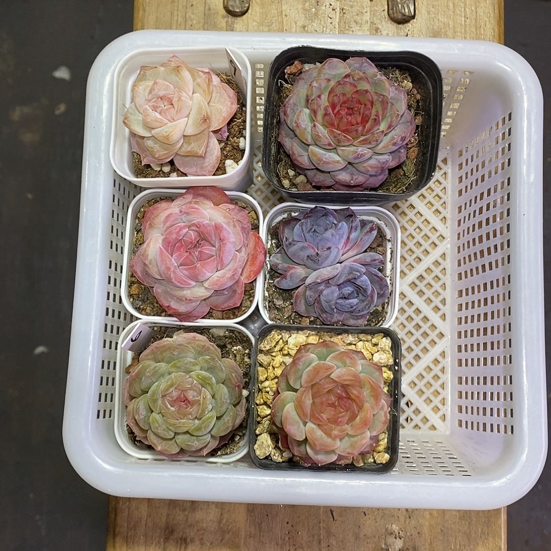 开***.9号一筐6颗多肉植物