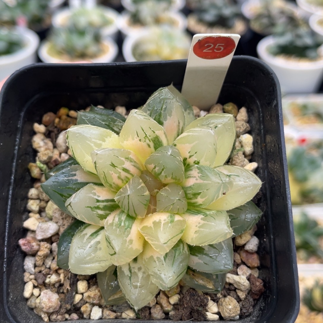 25 龙爪玉露锦专拍111111