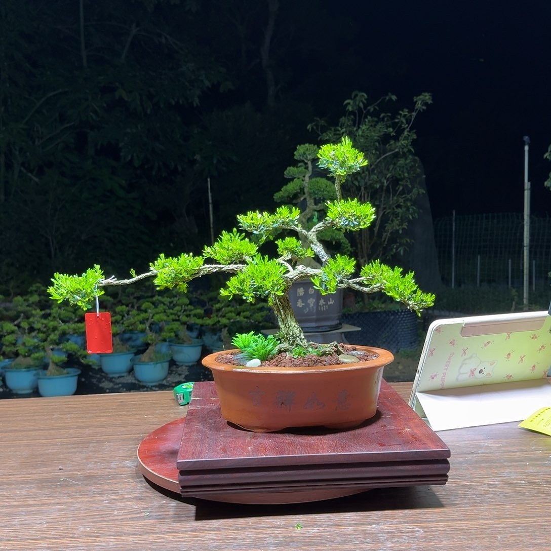 无花朵广东皱皮雀舌黄杨