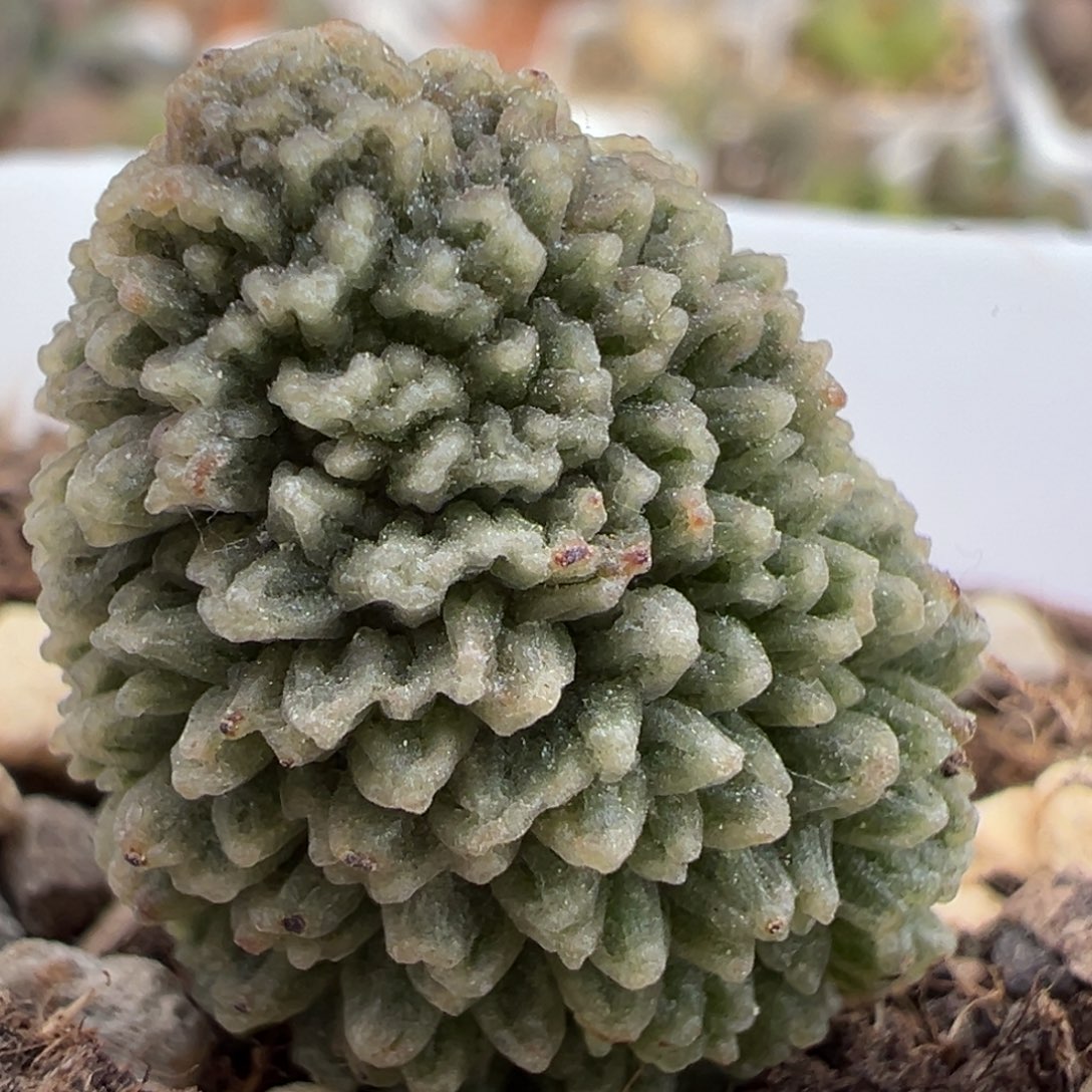 爆炸尢刺纹实生新品大苗