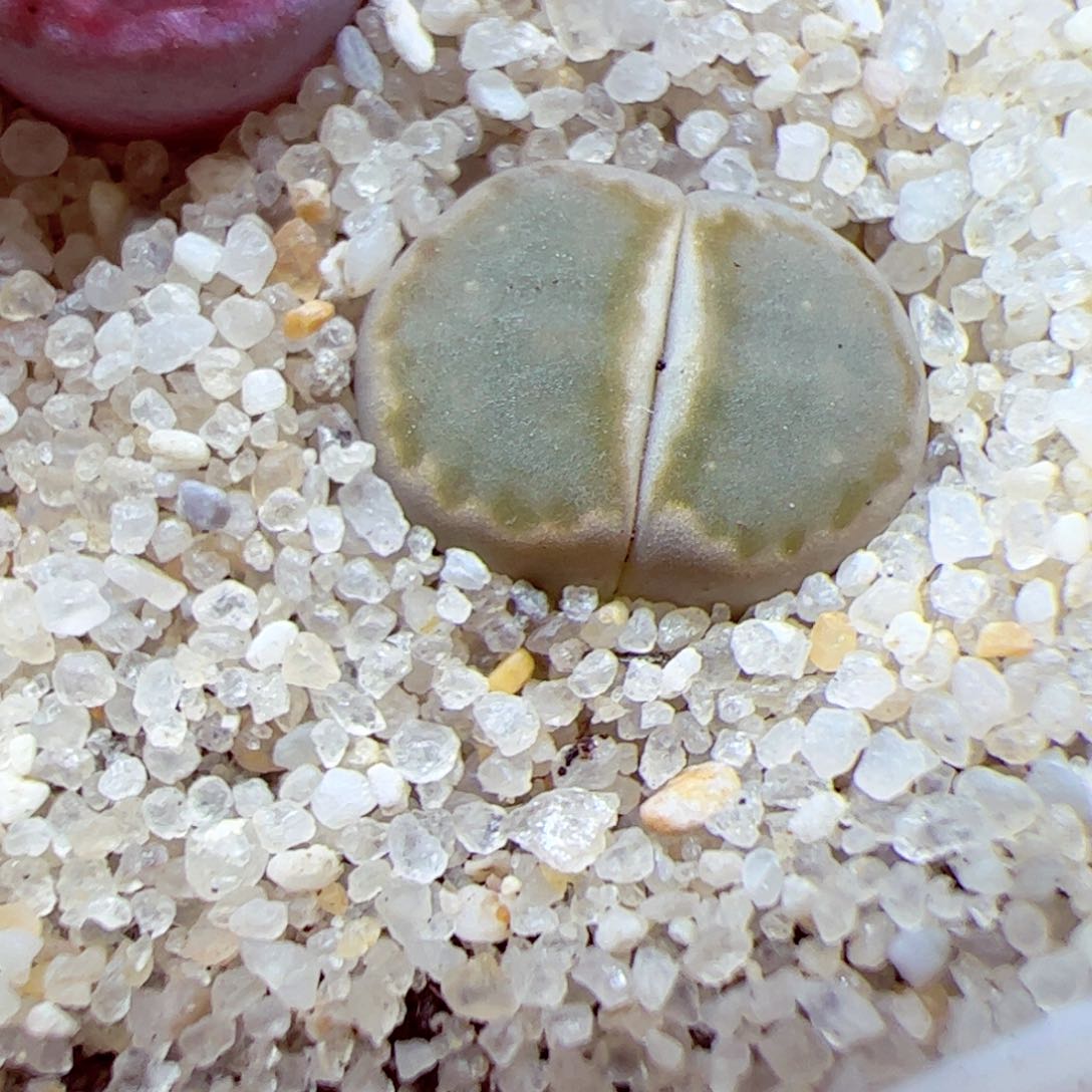 116优秀的肉肉107