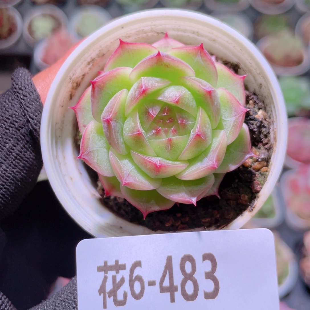 花利美6-483麦秆 