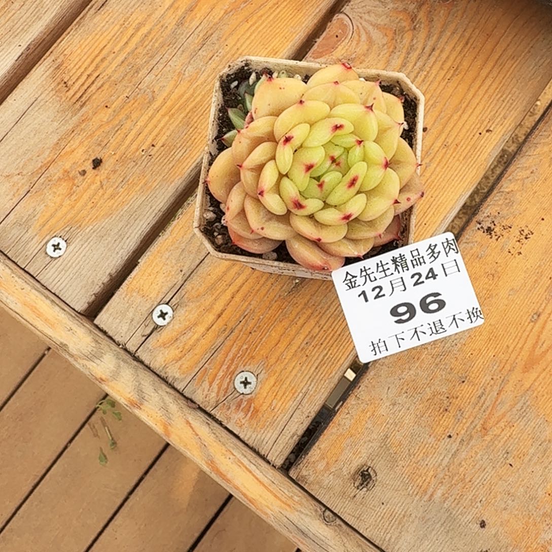 语***婷1224-96安可单头a