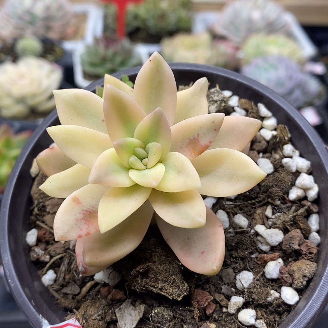 2299 芒果布丁覆轮锦