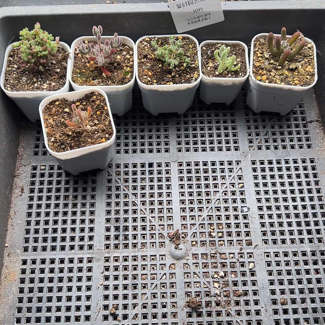 上***余1095号枝干6颗12.29多肉小巧