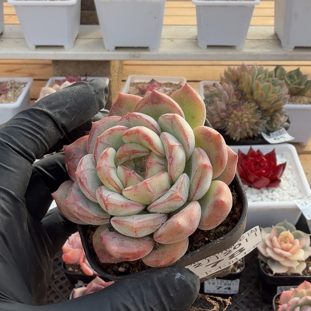 1220-78长相思单头