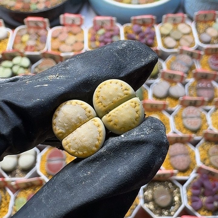 糟***猫生石花212112。   186