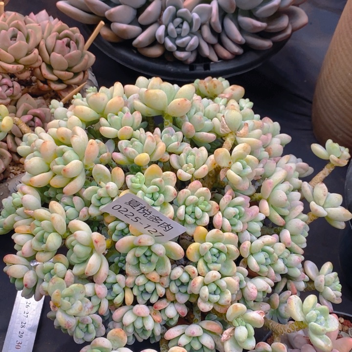  夏悅多肉0225-127劳尔