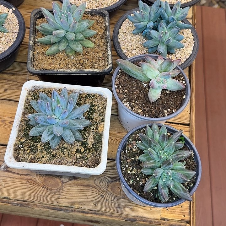 蔬***子雪戴莉美人，7颗，一物一拍