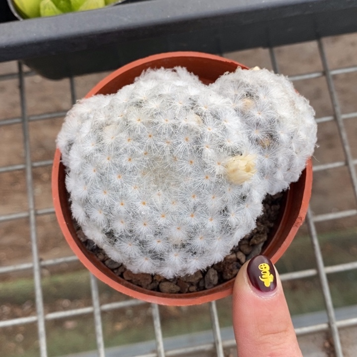 伯克利和格蕾纳等著名音乐