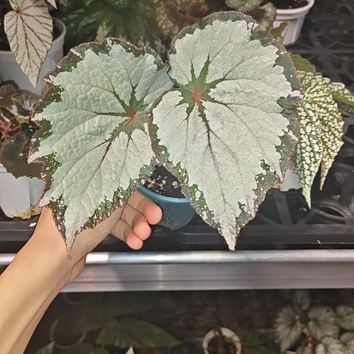 夜莺杂秋海棠一物一拍