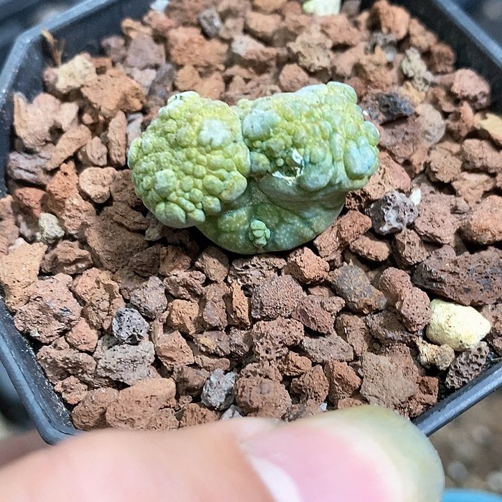 孤品实生双头米奇型凝蹄玉变异福利仙人球